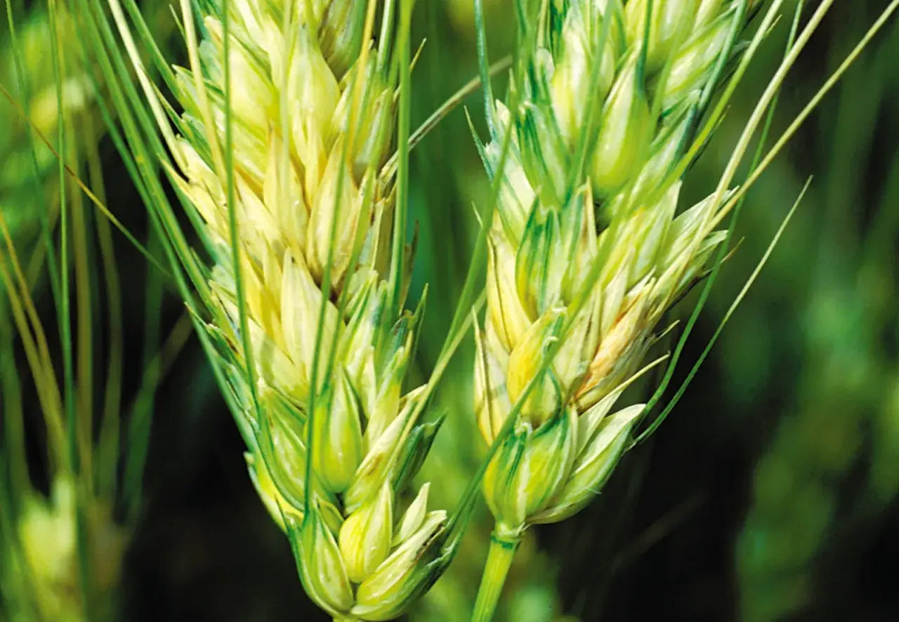 Épis de blé affectés par la fusariose, montrant des zones jaunâtres et brunâtres sur les grains.