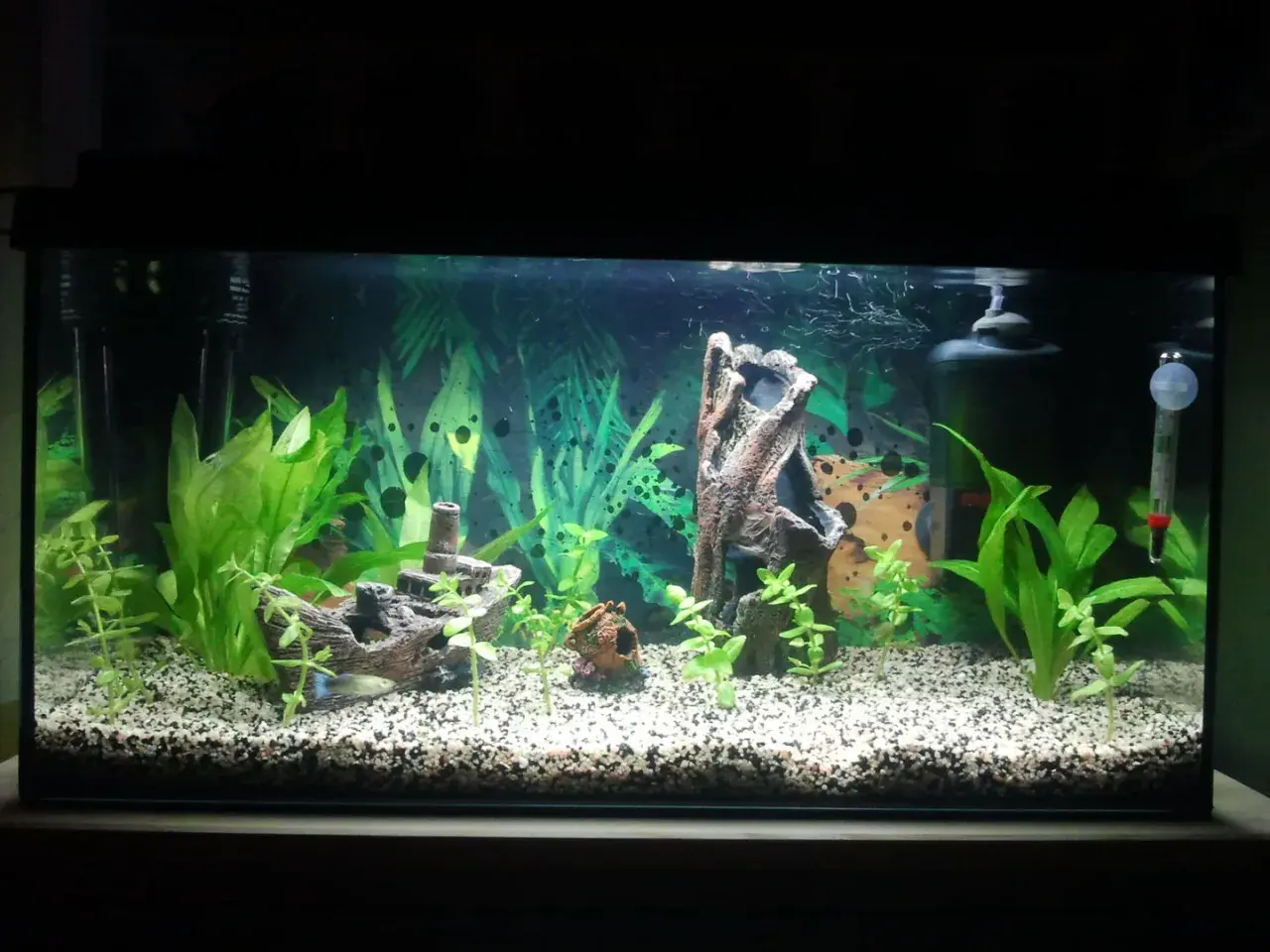 Ett akvarium med grus, växter, en skeppsvrak-prydnad och en fisk. Vattnet är klart, vilket tyder på ett stabilt nitrit akvarium.