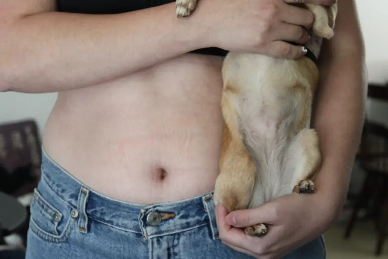 A person holds a small dog, showing the dog's belly. This image makes you wonder, do dogs have belly buttons?