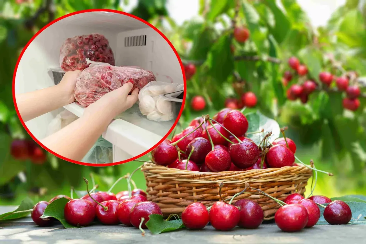 Ręce wkładają do zamrażarki torby z mrożonymi czereśniami. Tak, czereśnie można mrozić, by cieszyć się nimi dłużej.