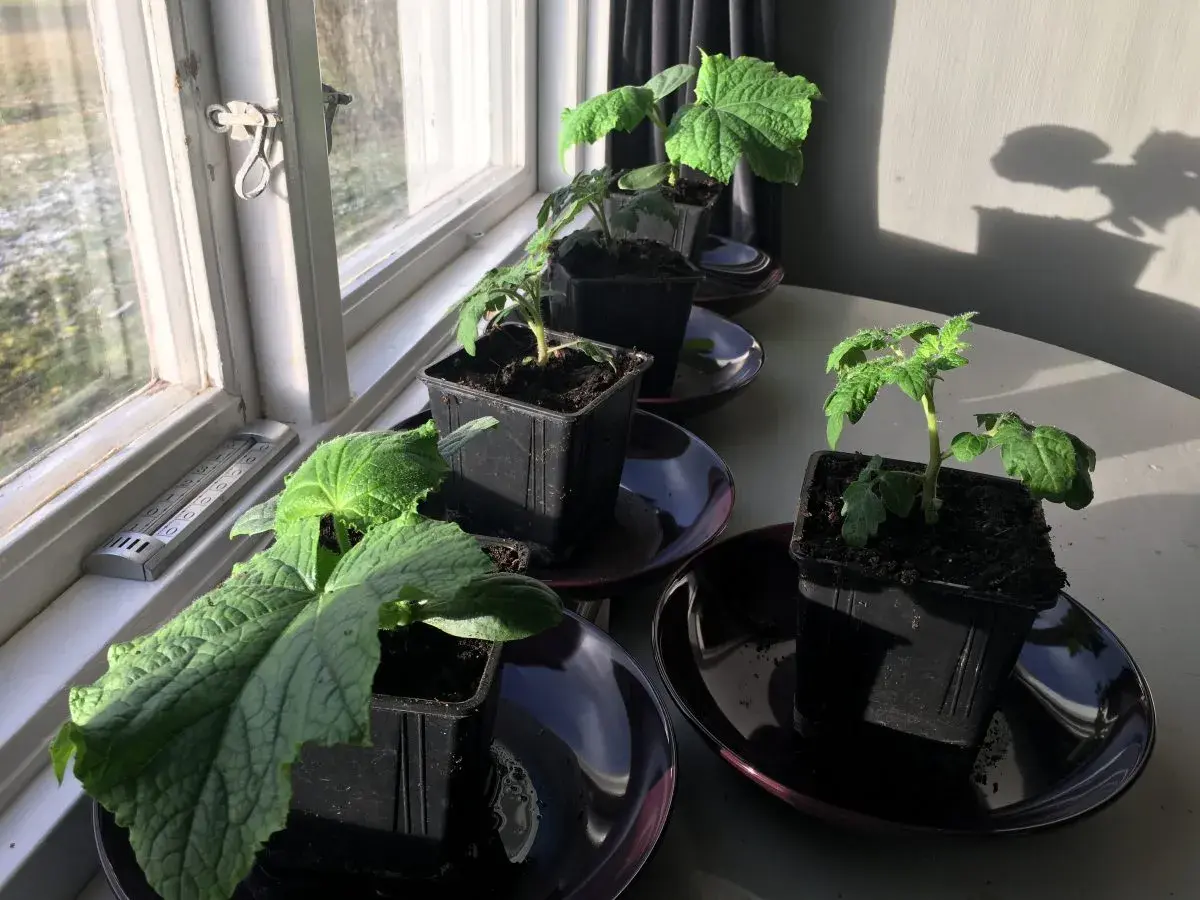 Små plantor, inklusive gurka, växer inomhus vid ett soligt fönster. En termometer visar temperaturen.