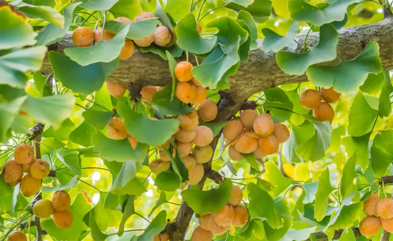 Ginkgo-Früchte hängen reif an einem Ast, umgeben von den charakteristischen fächerförmigen Blättern.