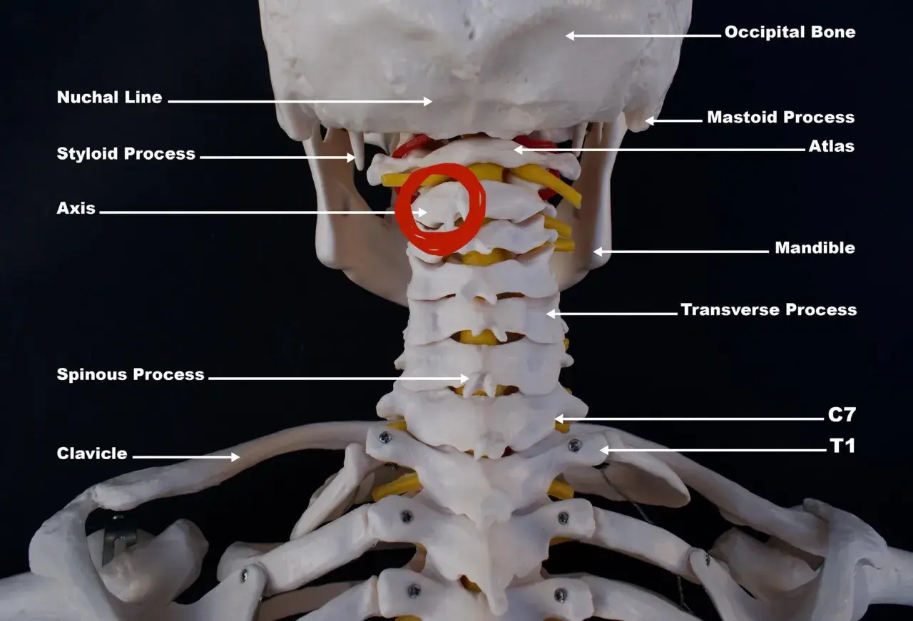 Modell av halsryggen med atlas och axis markerade. C7 och T1 syns längst ner.