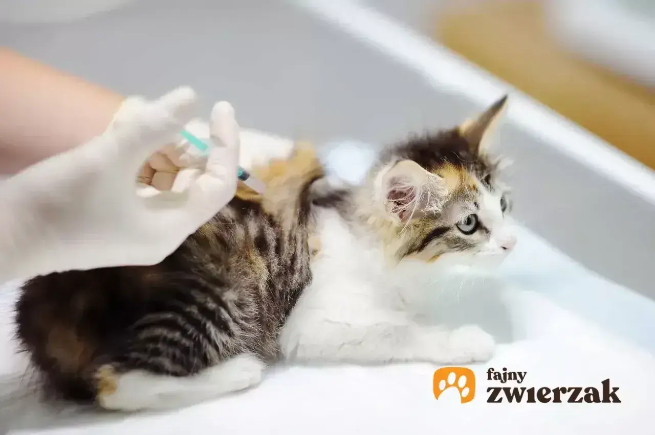Mały kotek dostaje zastrzyk. Dowiedz się, ile kosztuje szczepienie kota, aby zapewnić mu zdrowie.