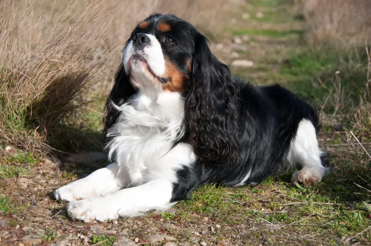 Cavalier king charles spaniel usposobienie: pies leży na trawie, zamyślony, z długimi, jedwabistymi uszami.