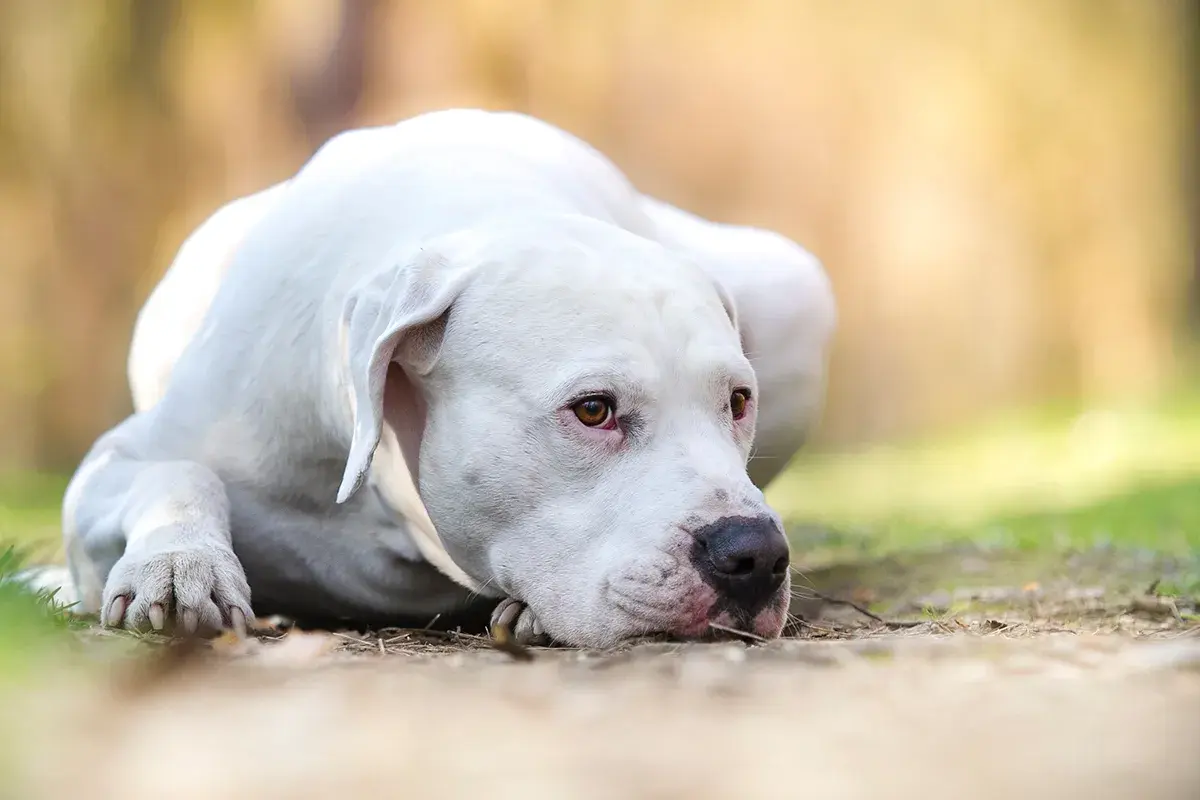 Un Dogo Argentino descansa en el césped, mostrando su nobleza y el temperamento tranquilo que lo caracteriza.