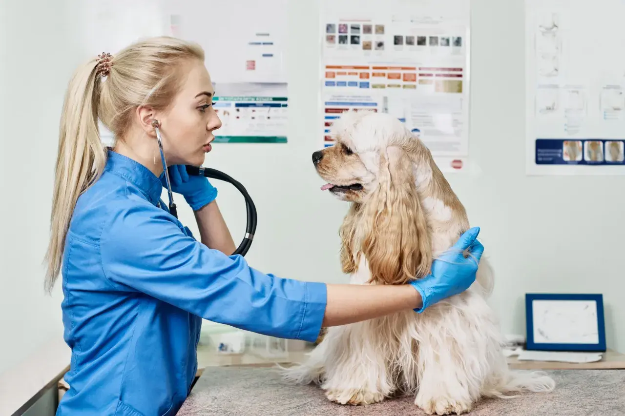A veterinarian in a blue coat and gloves examines a fluffy dog with a stethoscope, checking for any signs of imtp in dogs.