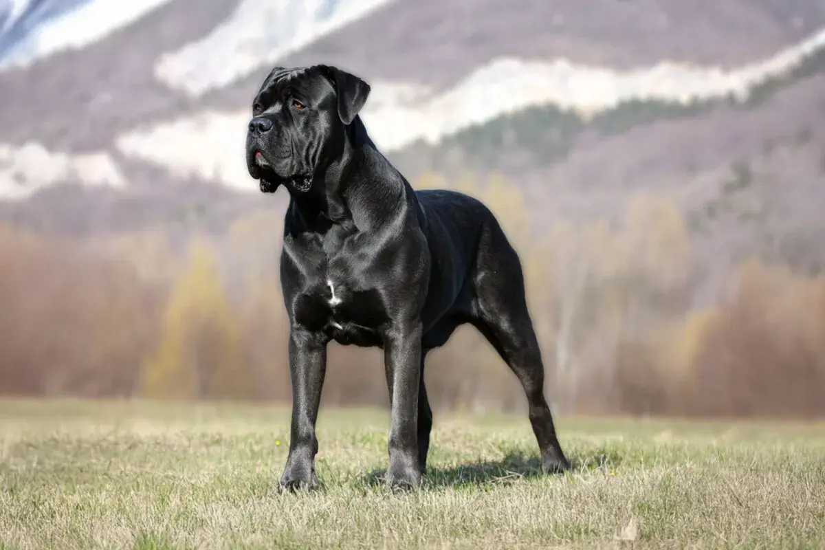 Majestuoso corso italiano negro, de pie en un prado con montañas borrosas al fondo.