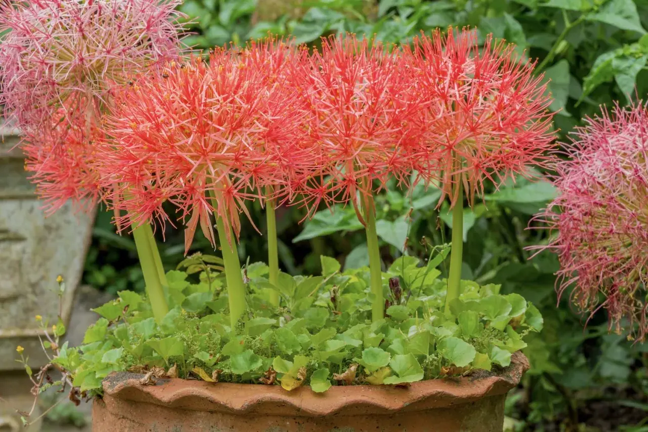 Rote, kugelförmige Blütenstände der blutblume giftig, umgeben von grünem Laub in einem Terrakotta-Topf.