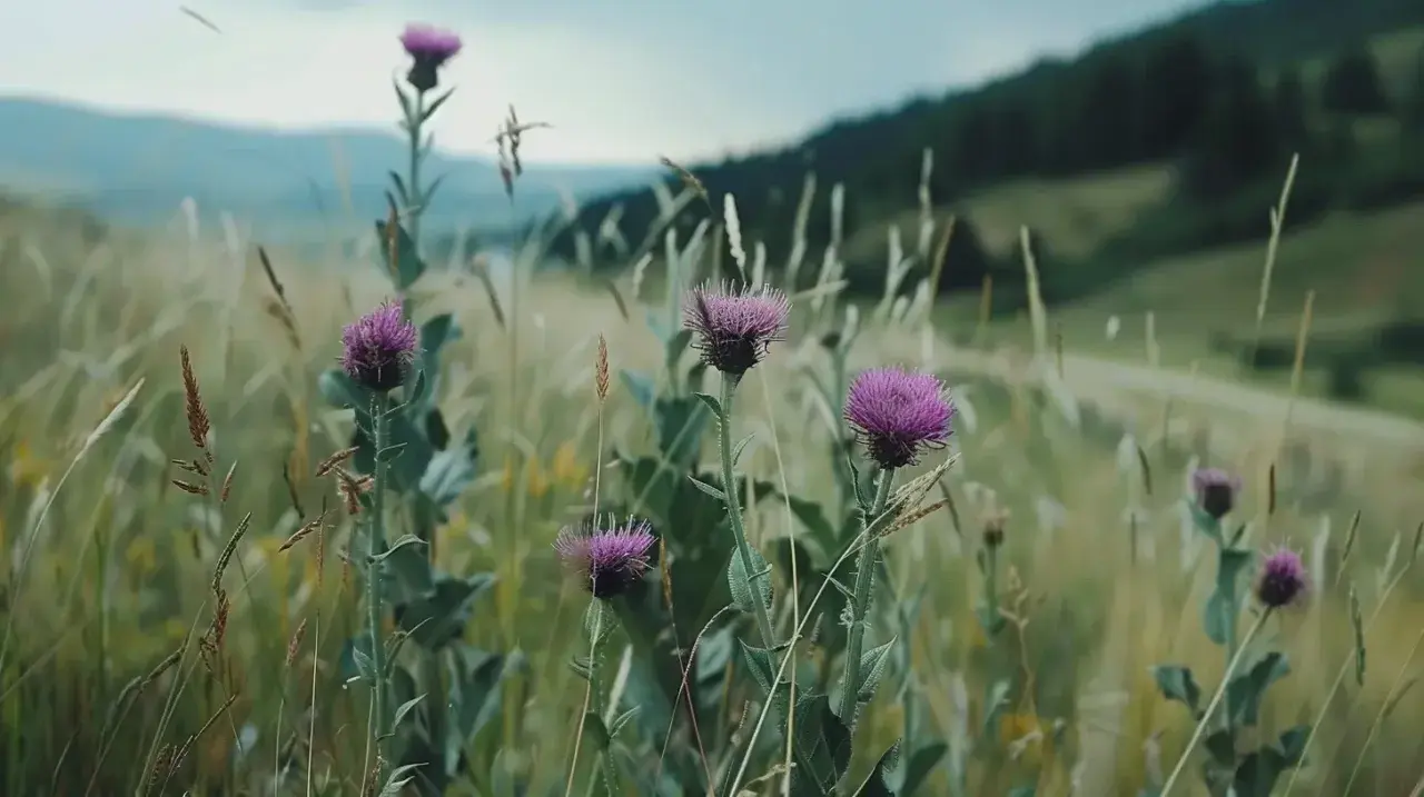 Fioletowe kwiaty ostropestu plamistego na łące. Dowiedz się, jak stosować ostropest plamisty mielony dla zdrowia.