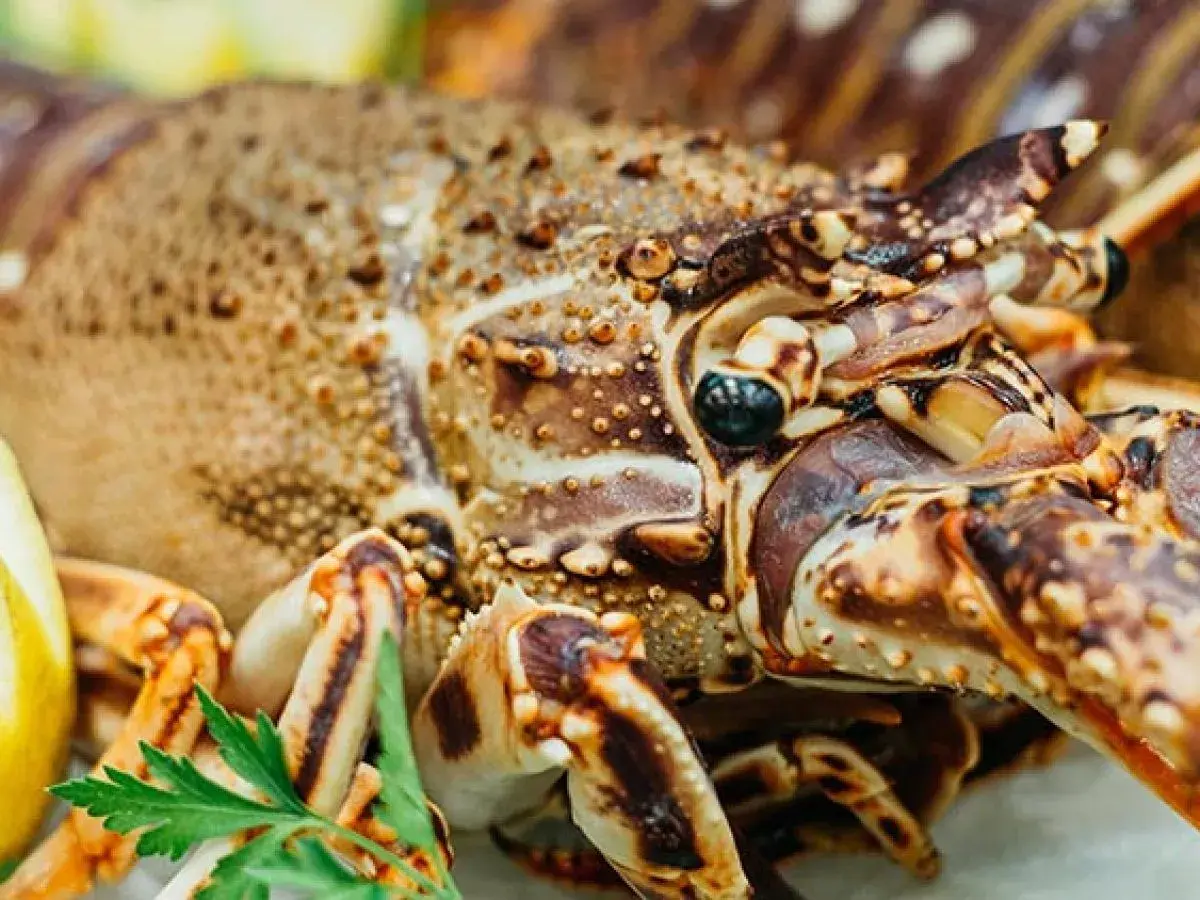 Langosta gigante con limón y perejil.