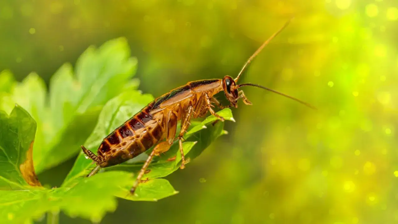 Una cucaracha sobre una hoja verde, con un fondo borroso y brillante. A veces, hasta los sueños más extraños, como soñar con cucarachas, pueden tener una belleza inesperada.