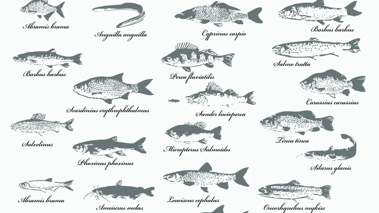 Eine Sammlung von Fischzeichnungen, darunter ein Fisch mit einer auffälligen Nase, der als "Barbus barbus" bezeichnet wird.