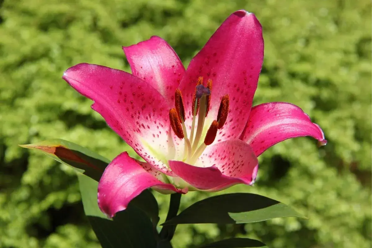 Una vibrante flor de lirio rosa con pétalos salpicados de puntos oscuros, destacando contra un fondo verde borroso.