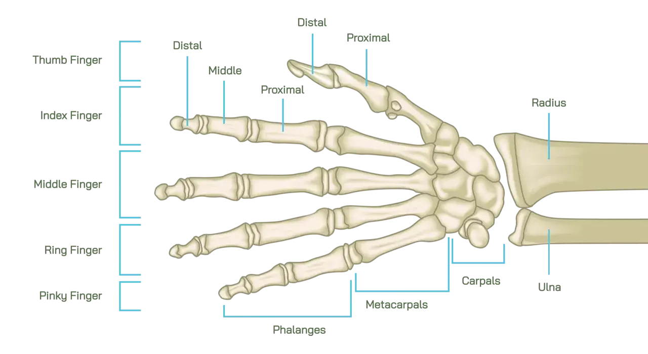 Skelett des menschlichen Handgelenks mit beschrifteten Knochen wie Radius, Ulna, Karpalknochen und Fingerknochen.