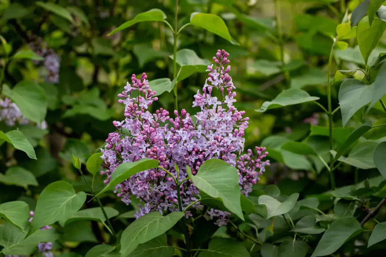 Grappes de fleurs de seringat violettes et roses, entourées de feuilles vertes. Idéal pour savoir quand tailler un seringat après la floraison.