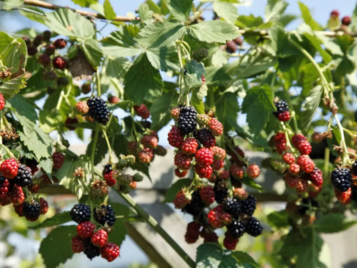 Reife und unreife Brombeeren hängen an einem Strauch. Ein schöner Anblick, der Lust auf Brombeeren pflanzen macht.