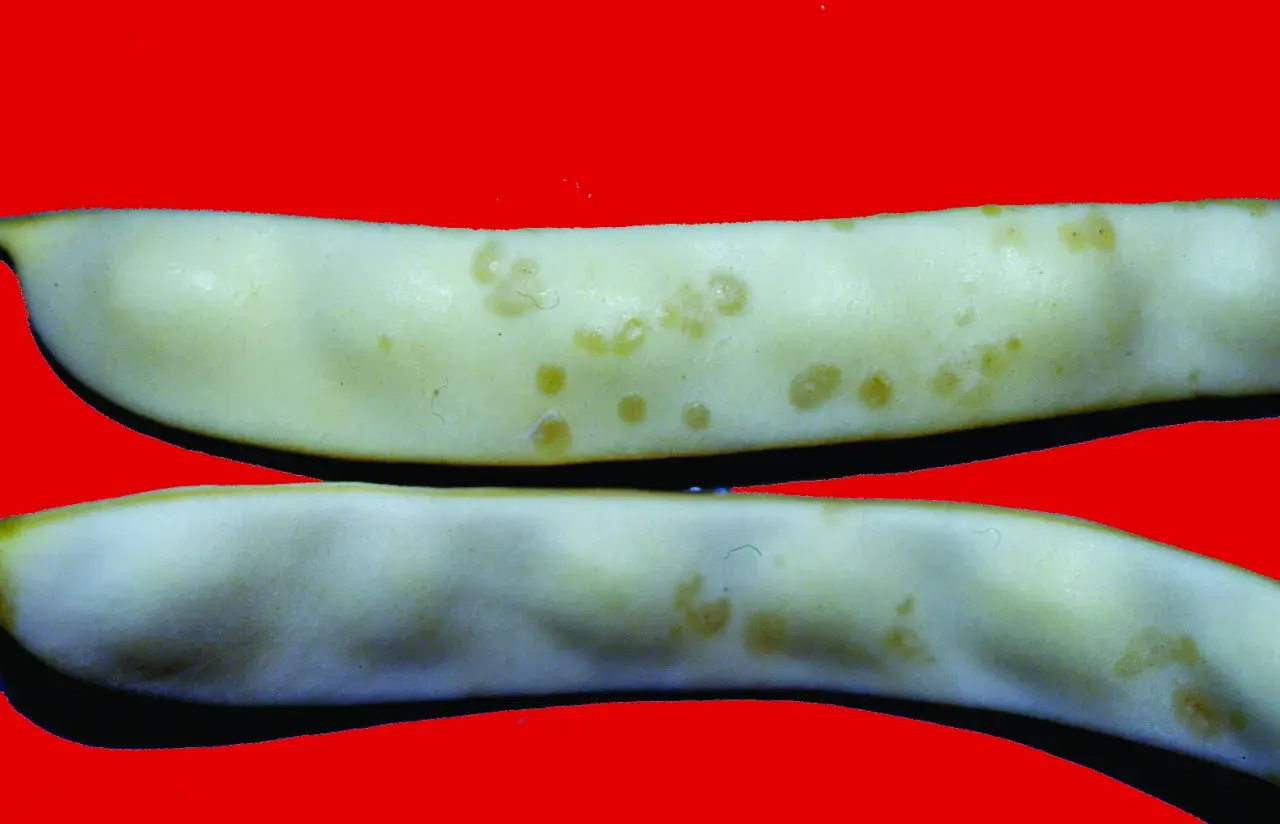Fagiolini bianchi con macchie giallastre, indicative di malattie del fagiolo. Immagini per diagnosi.