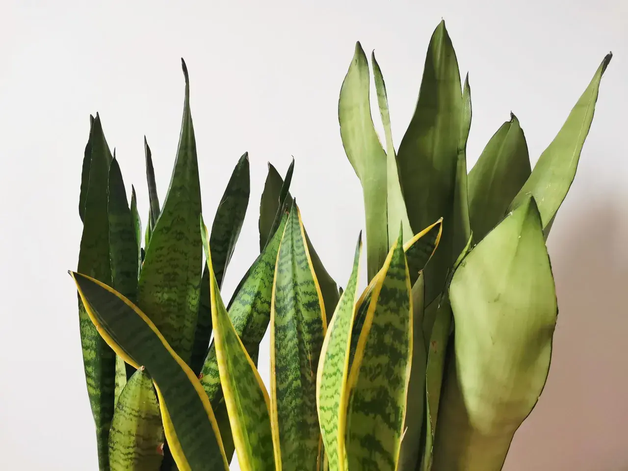 Un gruppo di piante di sanseveria con foglie verdi e gialle che si ergono verso l'alto.