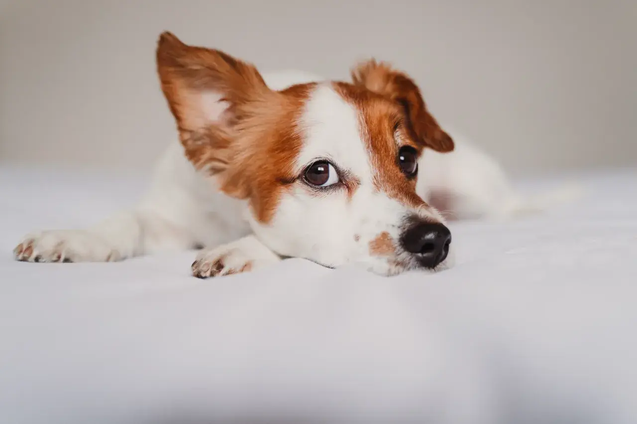 Un perro Jack Russell descansa en una cama blanca. Si te preocupa si puedo contagiar a mi perro de covid, la respuesta es que es muy poco probable.
