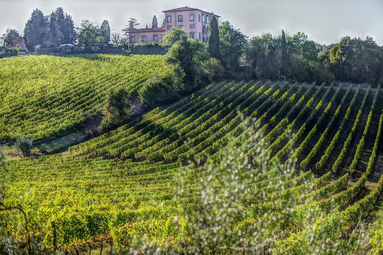 Grüne Weinberge erstrecken sich über Hügel in Bolgheri, Toskana, mit einem rosafarbenen Landhaus im Hintergrund.