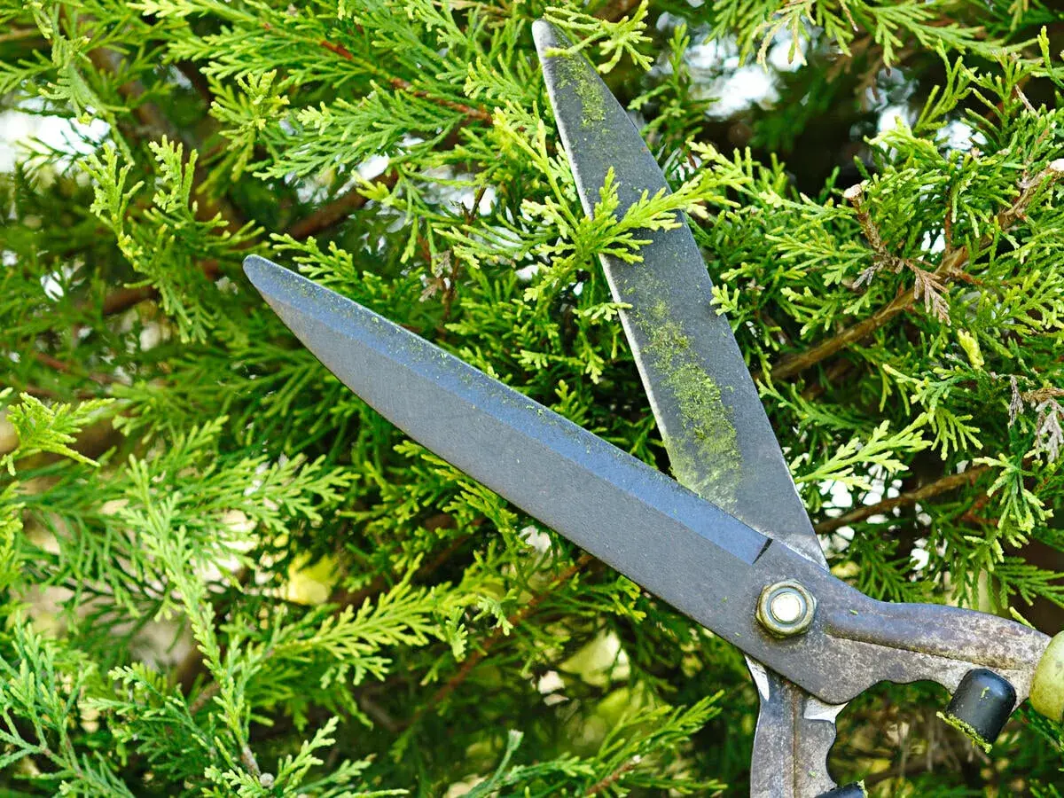 Gartenschere im Einsatz zum Zypressen schneiden. Grüne Zweige und scharfe Klingen im Fokus.
