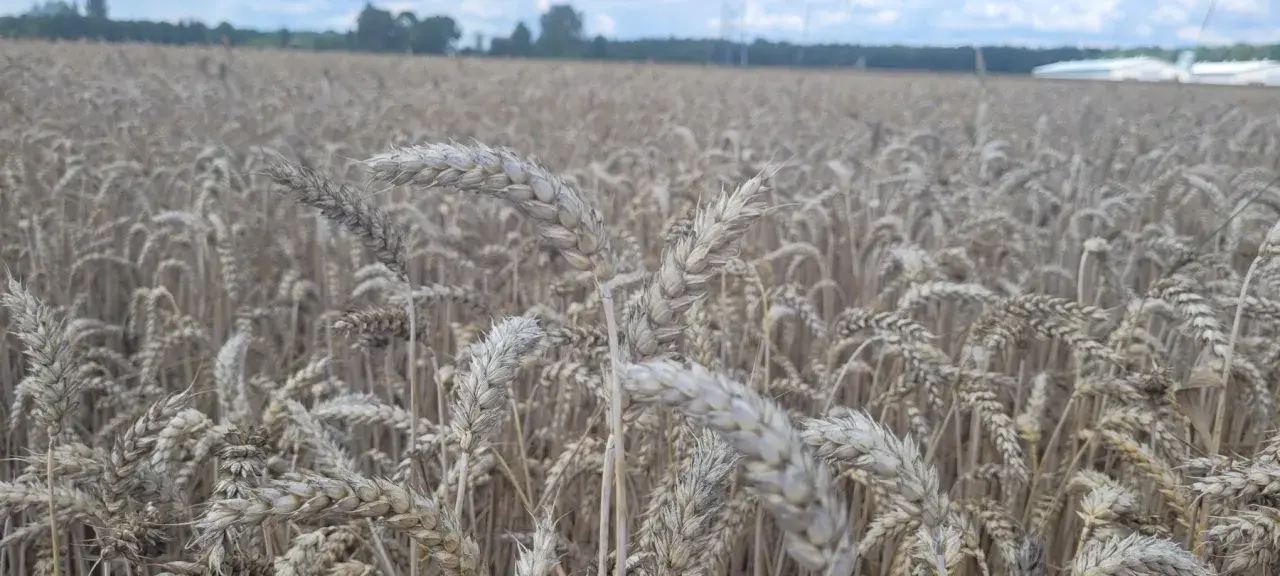 Pole pszenicy dojrzewa, kłosy jakby w rytmie rexade falują na wietrze.