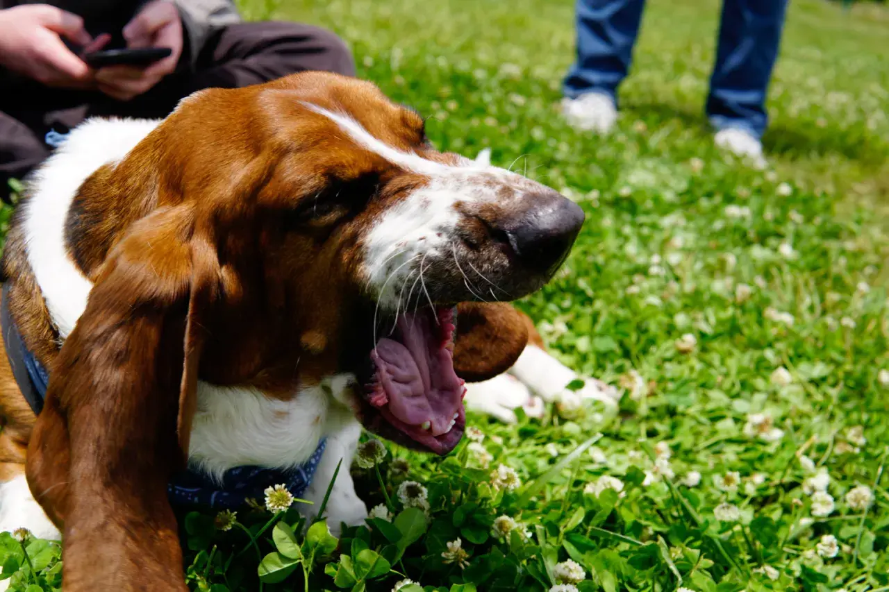 Basset hound charczy jakby miał coś w gardle, ziewając szeroko na trawie pełnej koniczyny.