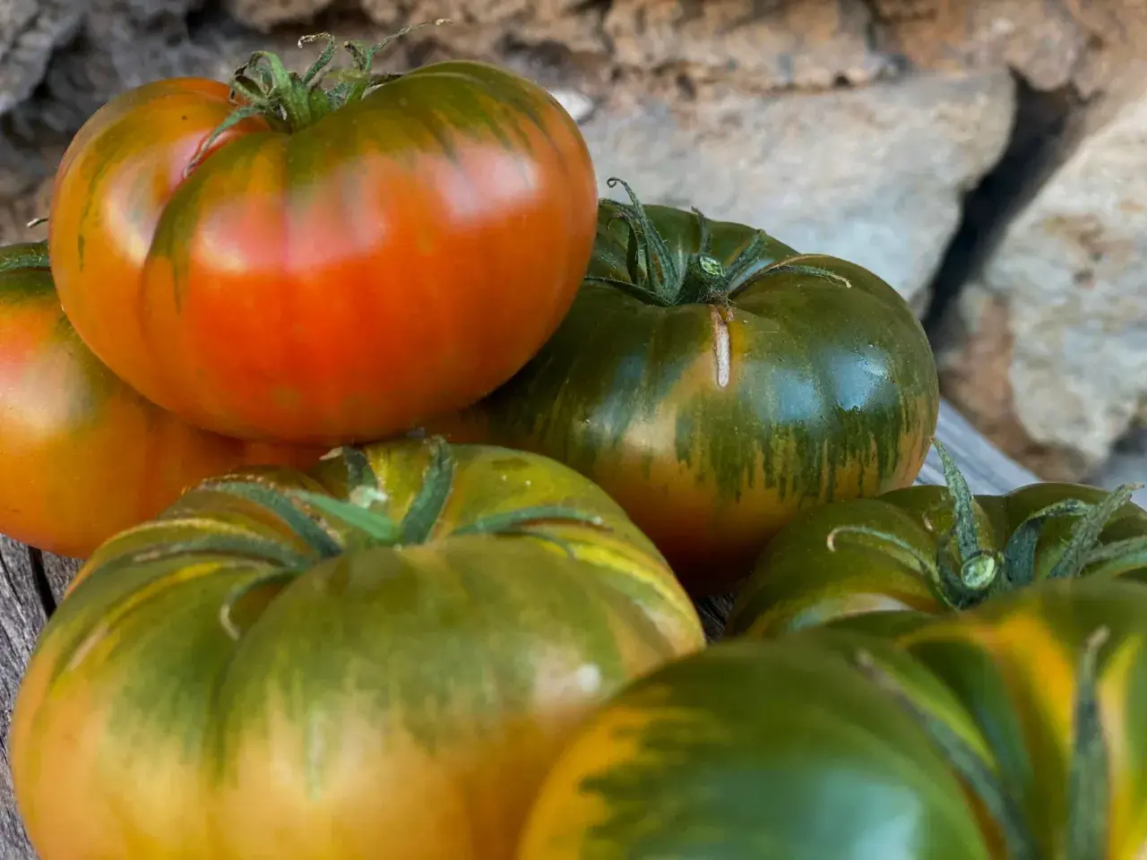 Unos tomates de aspecto delicioso, con tonos verdes y rojizos, listos para ser el mejor tomate del mundo en tu ensalada.