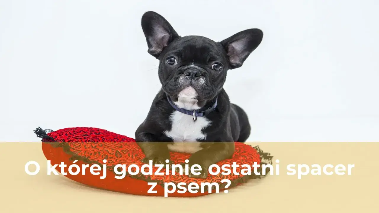 Uroczy buldożek francuski leży na czerwonej poduszce w kształcie serca. Czy to już czas na ostatni spacer z psem?