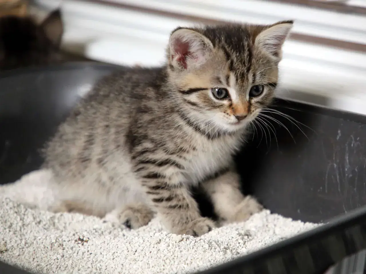 Ein kleines Kätzchen lernt, stubenrein zu werden, und sitzt neugierig in seiner Katzentoilette.