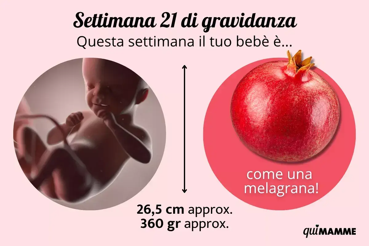 Settimana 21 di gravidanza: il tuo bebè è grande come una melagrana, 26,5 cm e 360 gr. Non sento i movimenti, ma cresce!