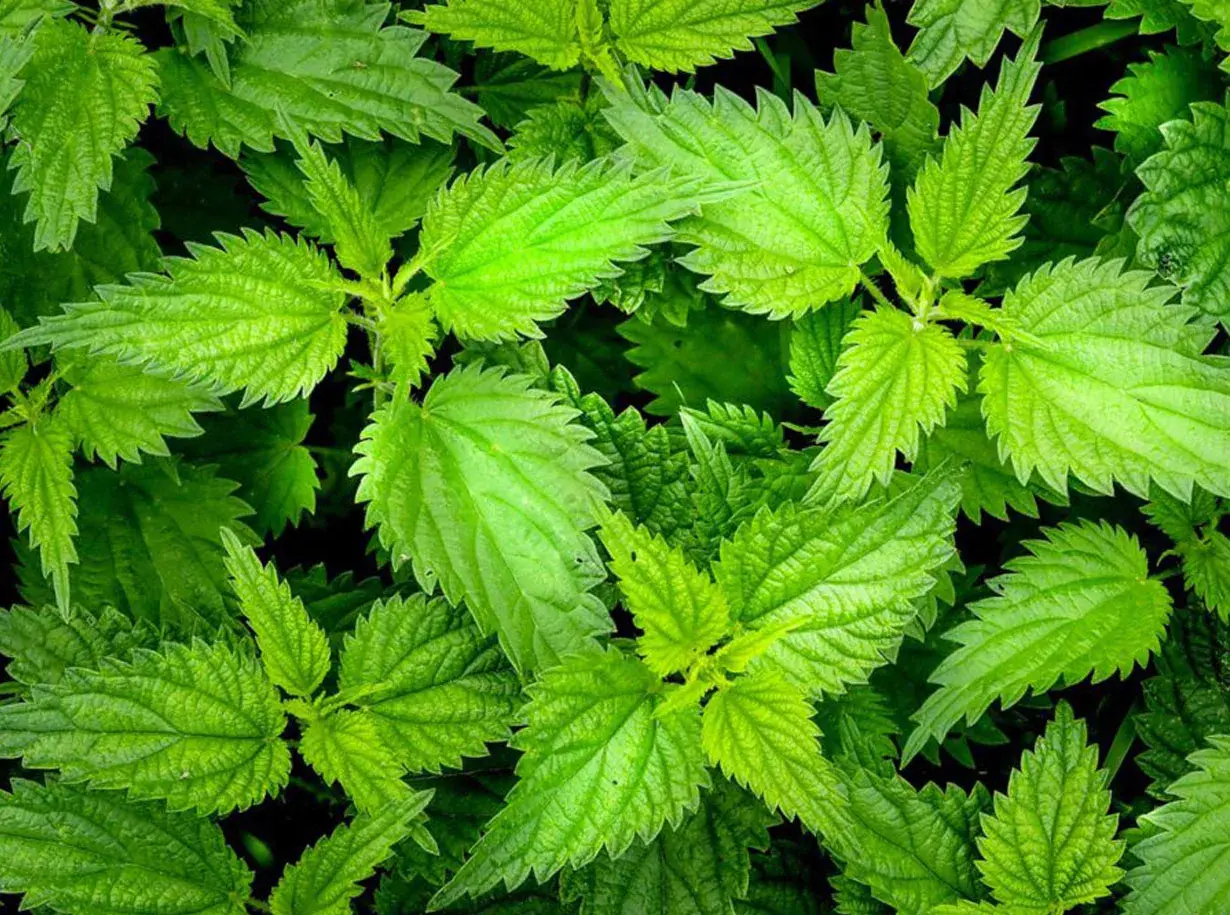 Primo piano di foglie verdi e dentellate di ortica velenosa, una pianta nota per il suo potere urticante.