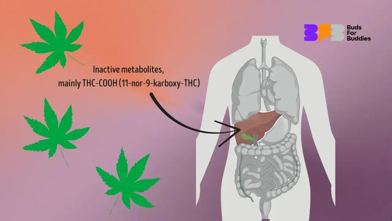 Grafik zeigt, wie lange CBD im Körper bleibt. THC-Metaboliten werden in der Leber verarbeitet.
