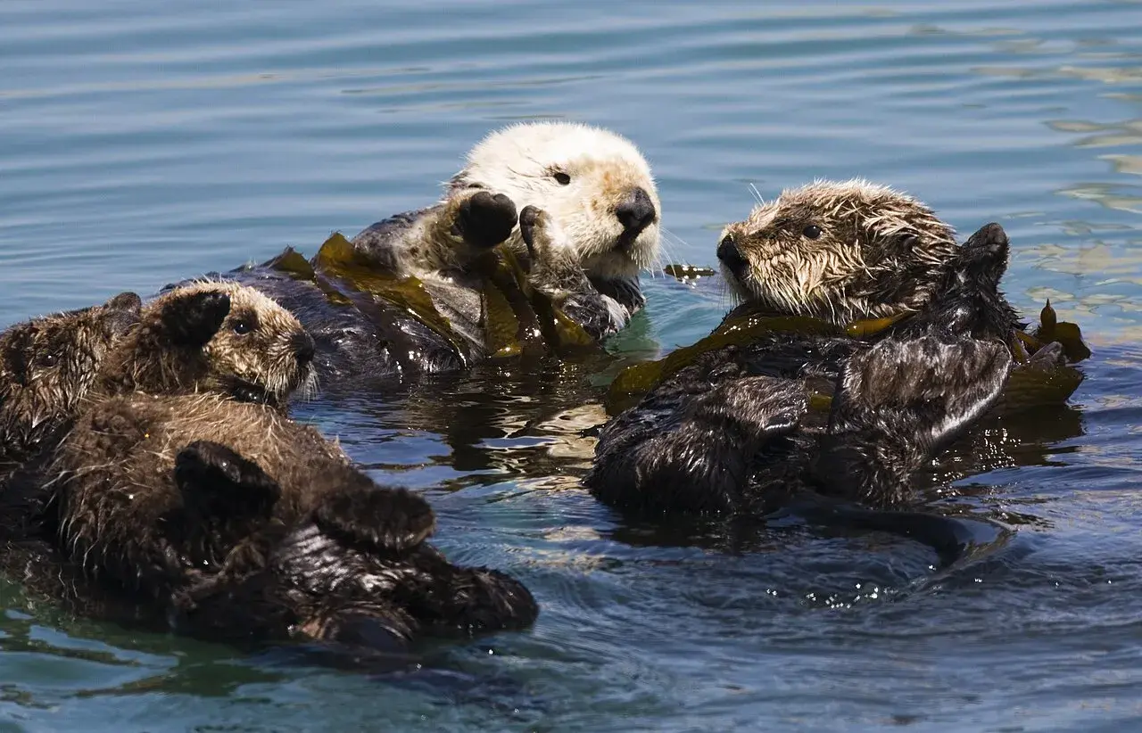 Drei Seeotter treiben auf Seetang. So leben Otter im Meer, oft in Küstennähe.