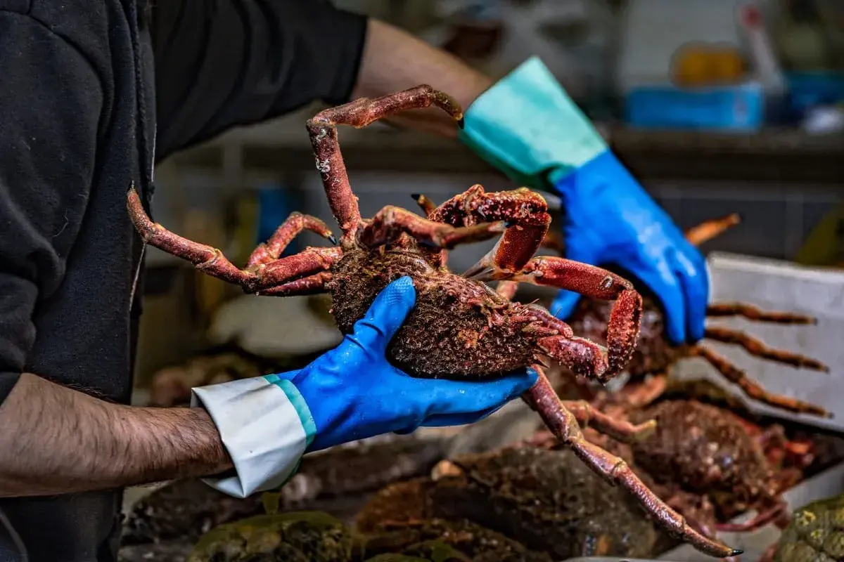 Manos enguantadas muestran un cangrejo de **pescado salvaje** recién capturado, con sus patas rojas extendidas.