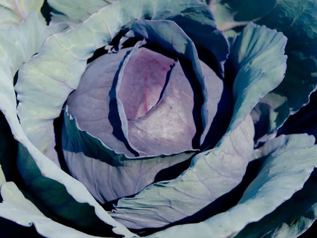 Nahaufnahme eines Rotkohls im Garten. Die Blätter sind in verschiedenen Violett- und Grüntönen gefärbt.