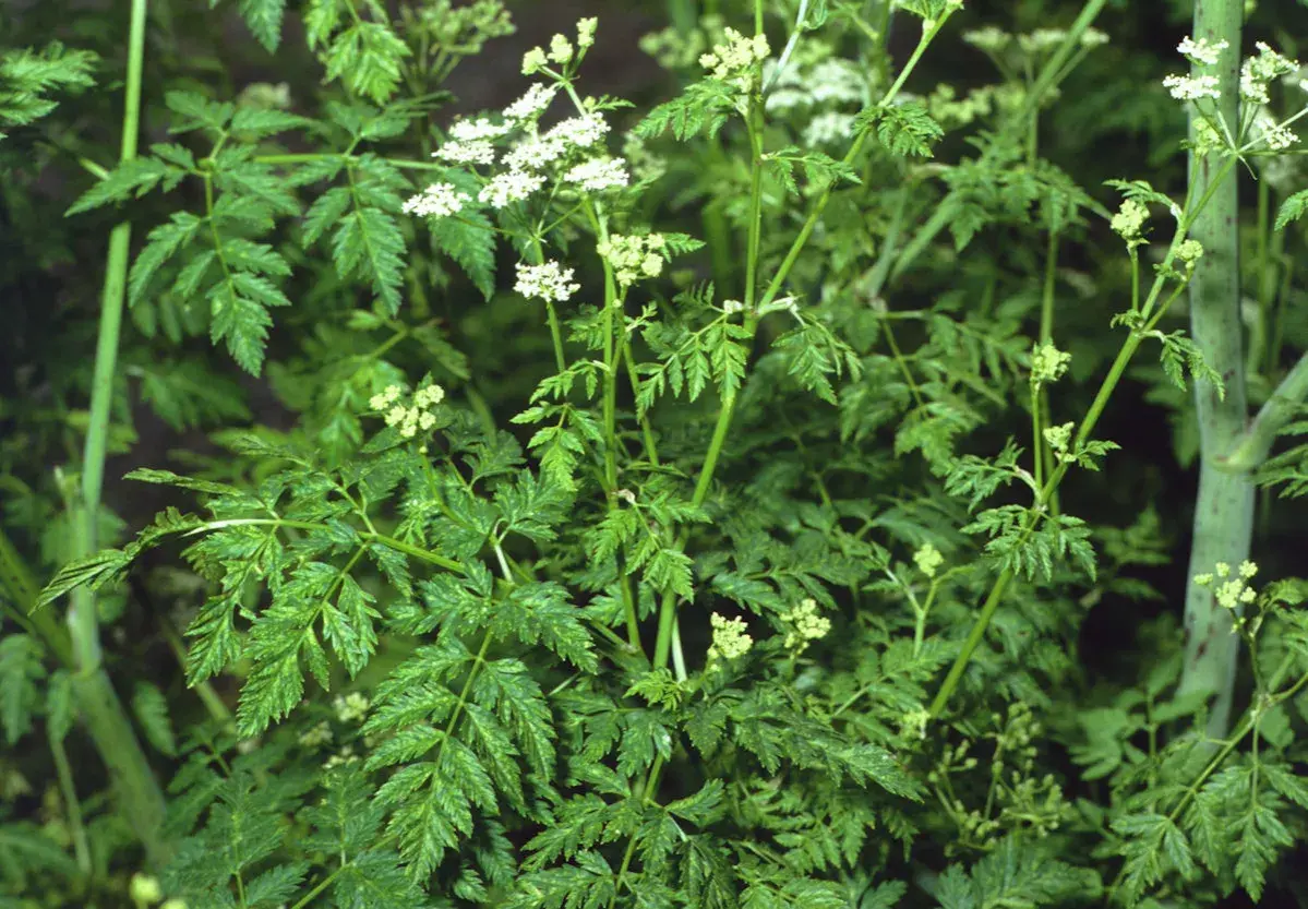 Detailaufnahme von Schierling, einer giftigen Pflanze mit zarten, gefiederten Blättern und kleinen weißen Blüten. Vorsicht ist geboten!