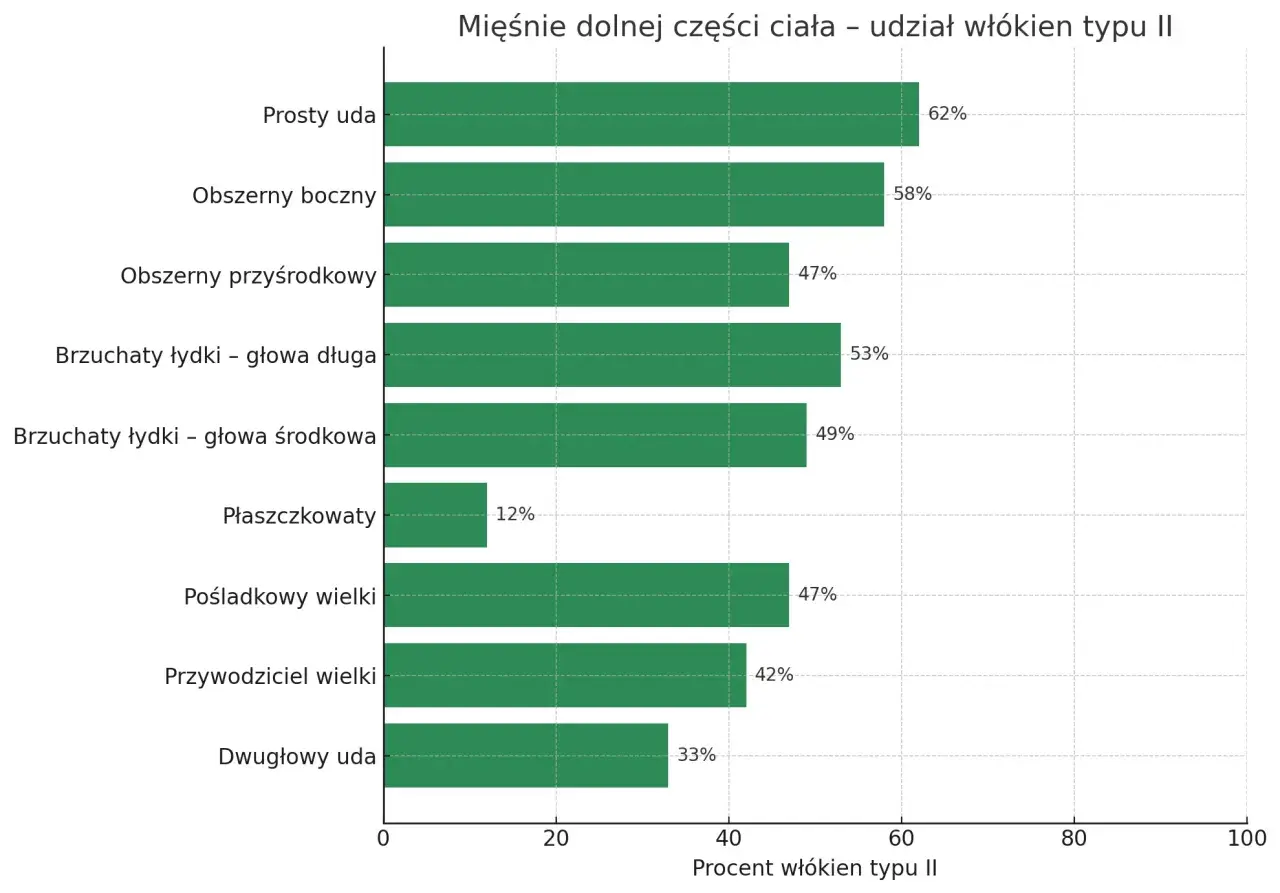 Wykres słupkowy pokazuje procentowy udział włókien typu II w mięśniach dolnej części ciała. Najwięcej tych włókien, kluczowych dla siły i szybkości, znajduje się w prostym udzie (62%).