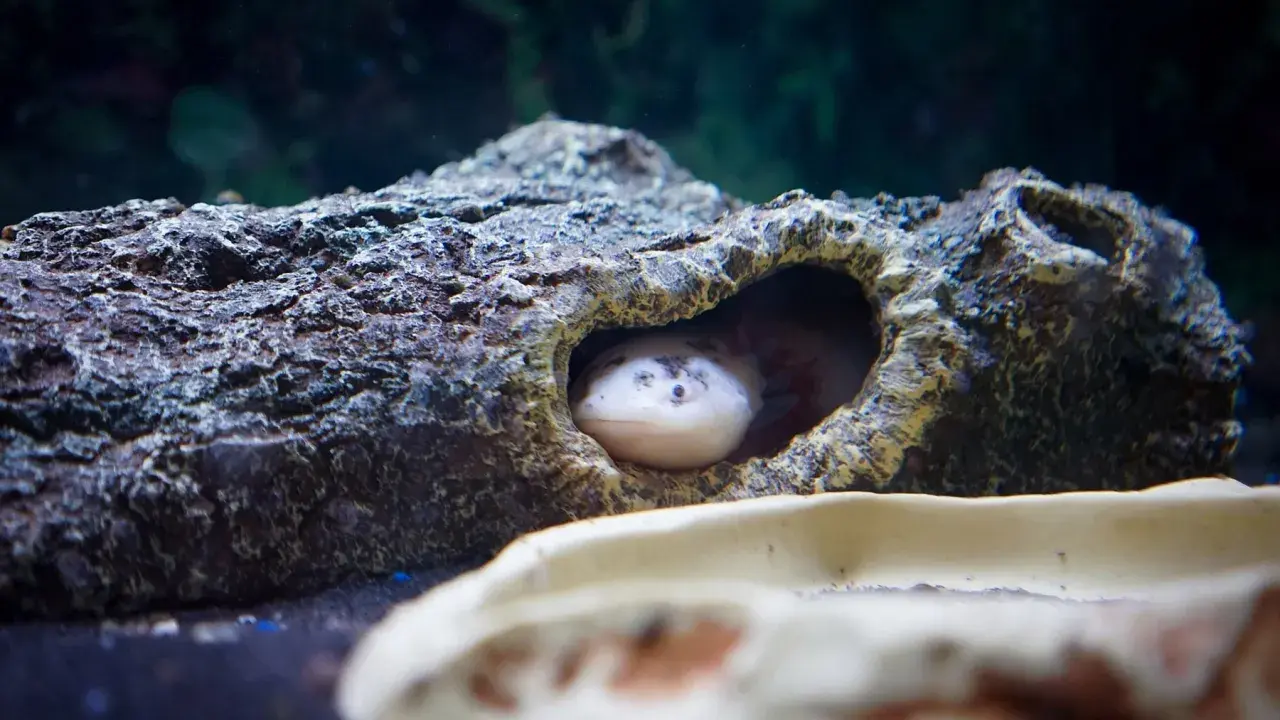 Un ajolote blanco asoma su cabeza desde un tronco hueco en su acuario.