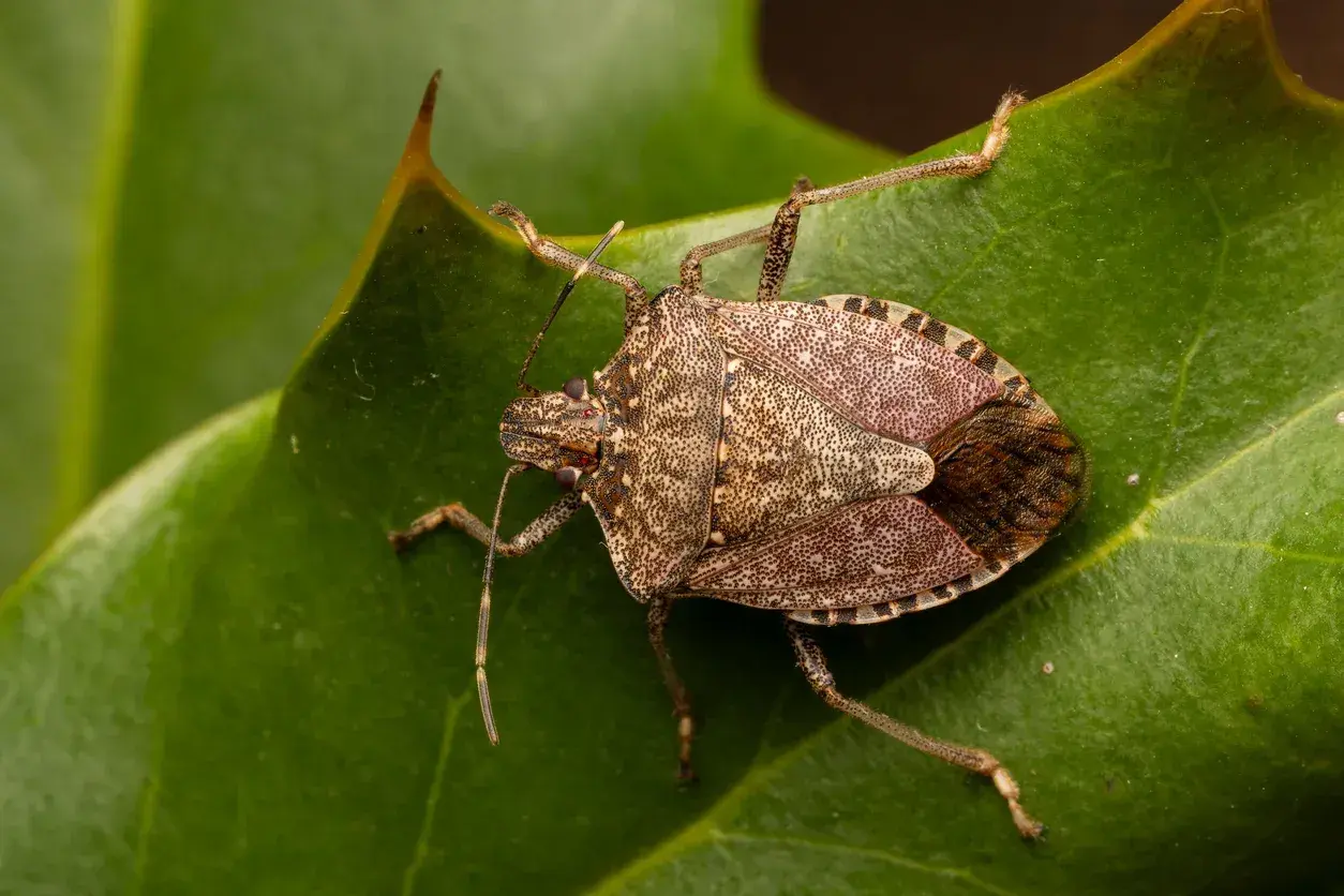 Un esemplare di uno dei tanti tipi di cimici, con il suo corpo maculato e le zampe sottili, riposa su una foglia verde.