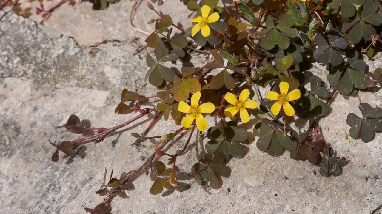 Kleine gelbe Blüten und herzförmige Blätter auf Stein. Hilft beim **Unkraut bestimmen**.