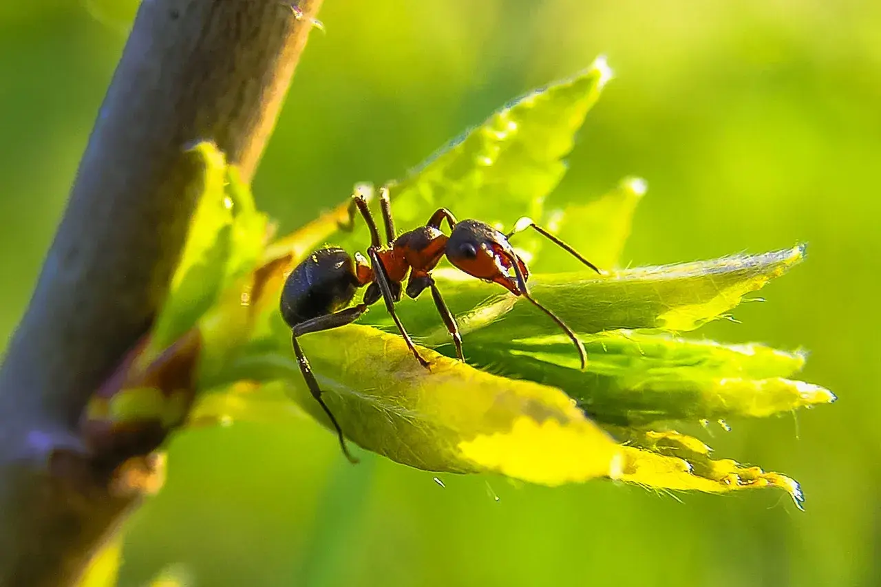 Une fourmi rouge explore une jeune pousse verte dans le potager, ses mandibules prêtes à travailler.