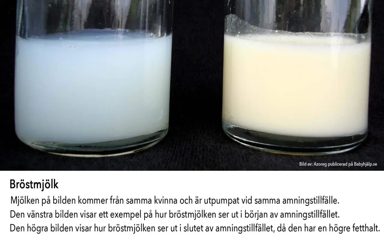 Två glas med bröstmjölk. Vänstra glaset visar mjölk i början av amningstillfället, högra glaset visar mjölk i slutet, rik på fett. Bra kosttillskott amning kan stödja detta.