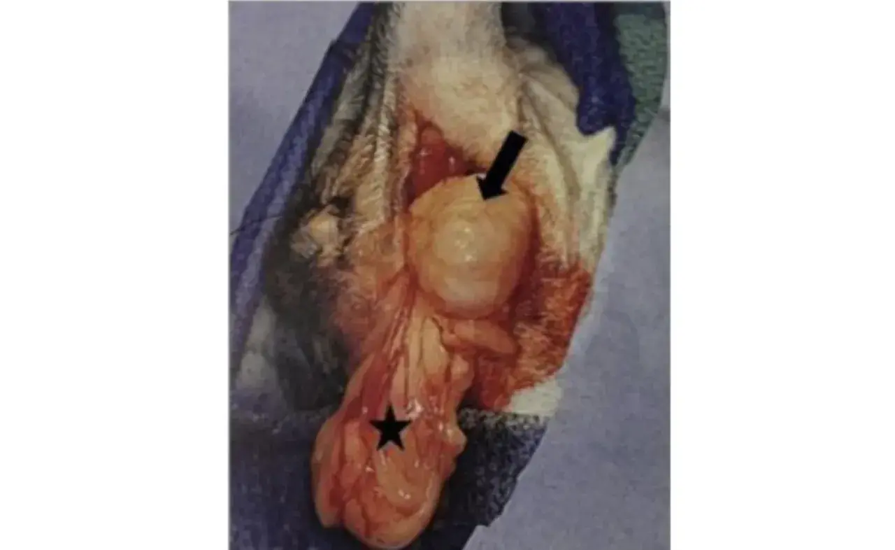 Surgical view of a perineal hernia in a dog, showing a swollen mass (arrow) and the scrotum (star).