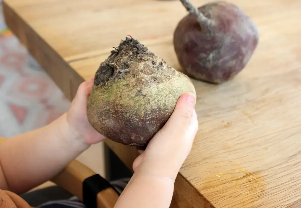 Kleine Hände halten eine rote Bete. Ein weiteres Exemplar liegt daneben auf dem Holztisch.