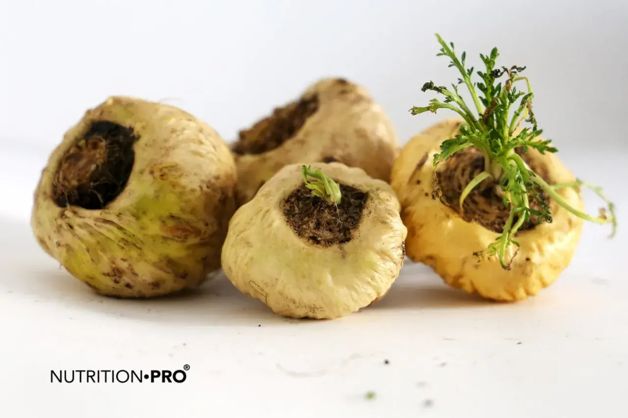 Raíces de maca amarillas, algunas con brotes verdes. ¿Un hipertenso puede tomar maca? Consulta a tu médico.