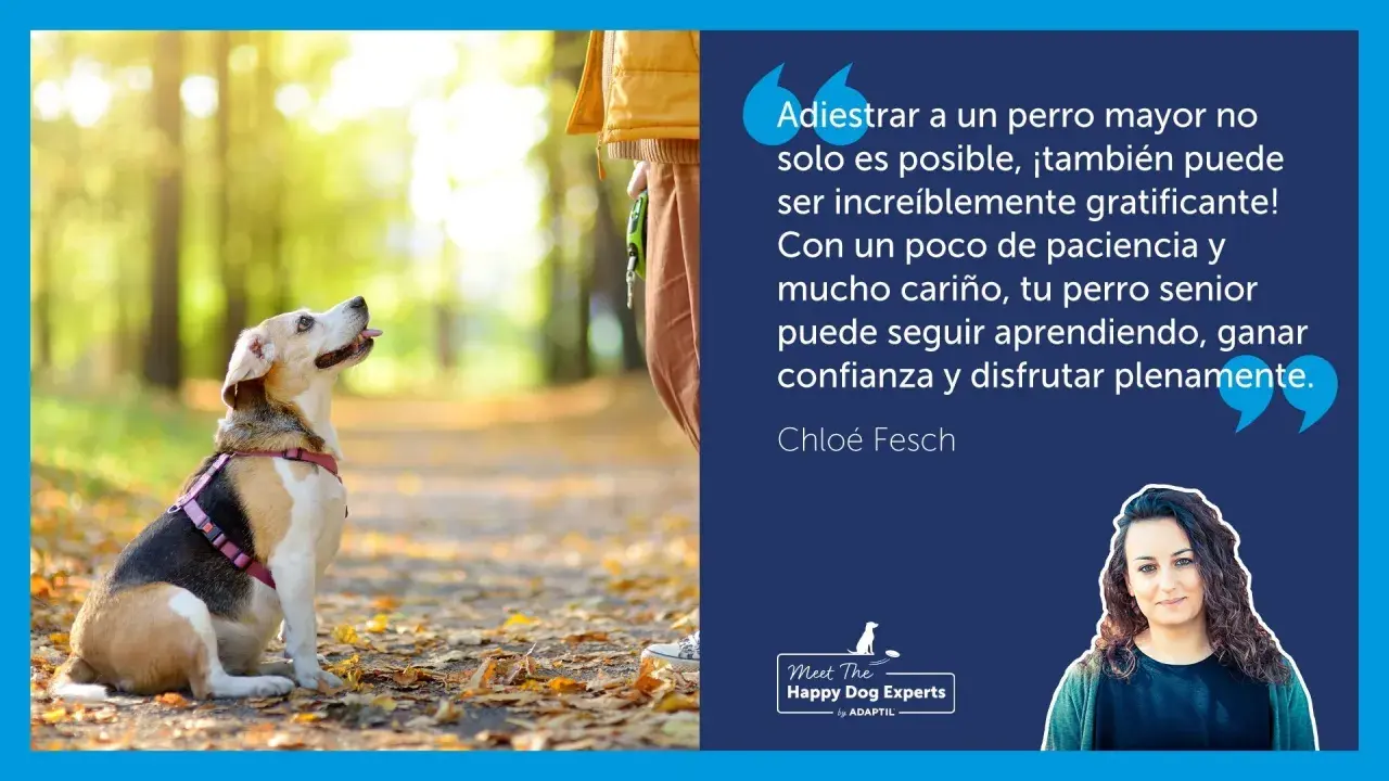Un perro sentado en un parque otoñal, mirando hacia arriba con atención. El texto resalta cómo educar a un perro adulto es posible y gratificante.