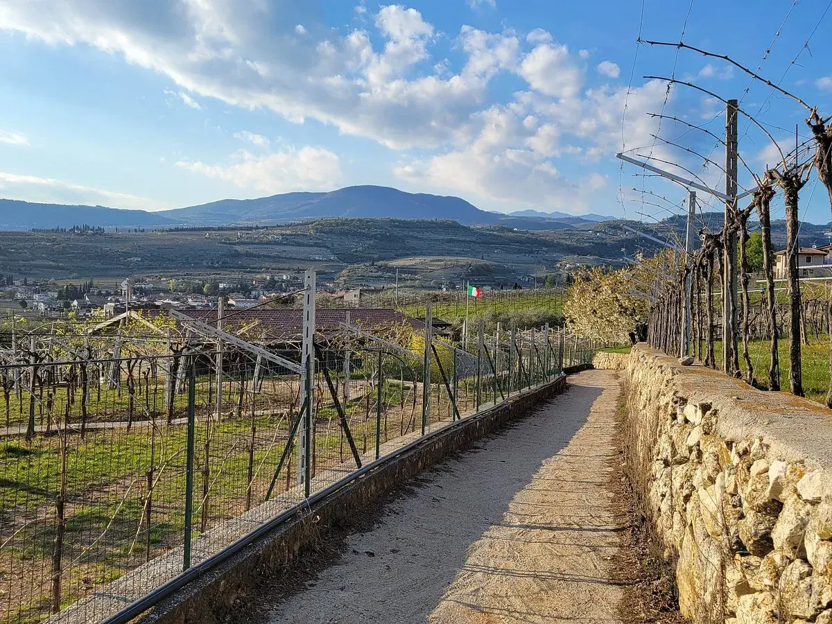 En grusväg leder genom böljande vingårdar i Valpolicella, med kullar och en liten stad i bakgrunden under en molnig himmel.