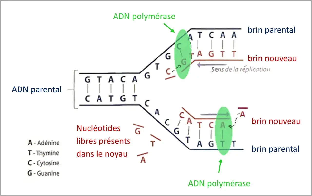 Schéma illustrant la réplication de l'ADN. L'ADN polymérase crée de nouveaux brins à partir de brins parentaux, utilisant des nucléotides libres.